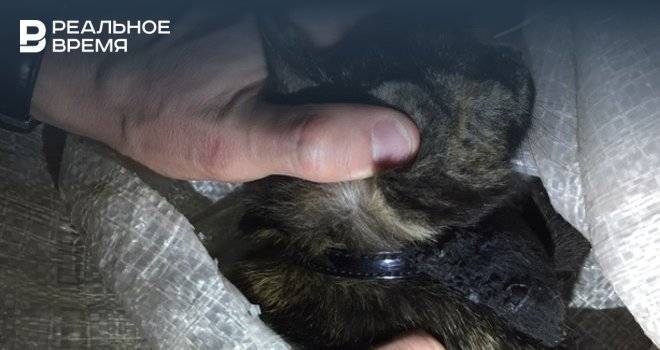 Кошку-наркокурьера, которую задержали в колонии Татарстана, отправили в приют