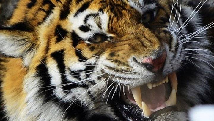 Крупный амурский тигр наведался на рудник Приморского ГОКа