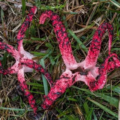 Уникальный гриб «Пальцы Дьявола» нашли в Великобритании