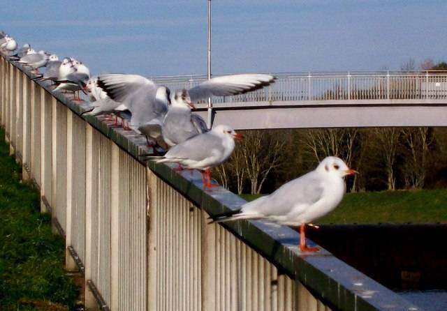 Городские советы Британии увеличили расходы для борьбы с голубями и чайками - angliya.today - Англия
