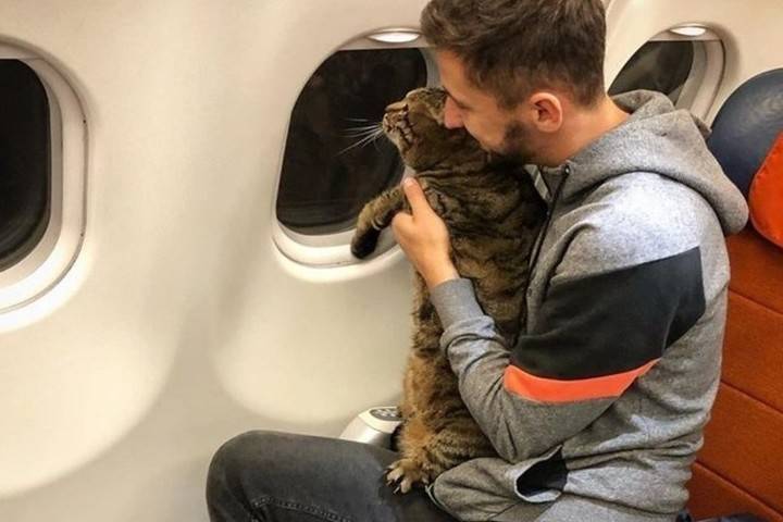В Москве пассажира не пустили в самолет из-за толстого кота