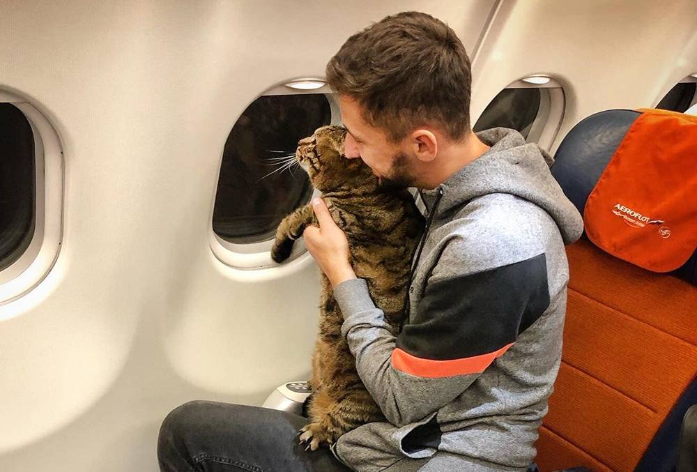 Толстого кота Виктора не пустили в самолет в Шереметьево