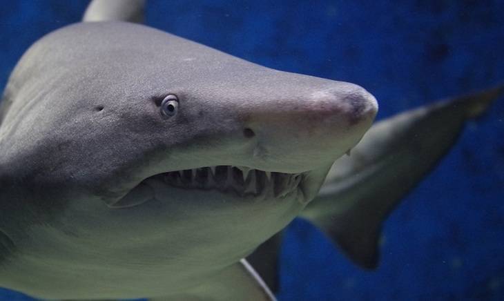 Пропавшего туриста нашли в желудке акулы