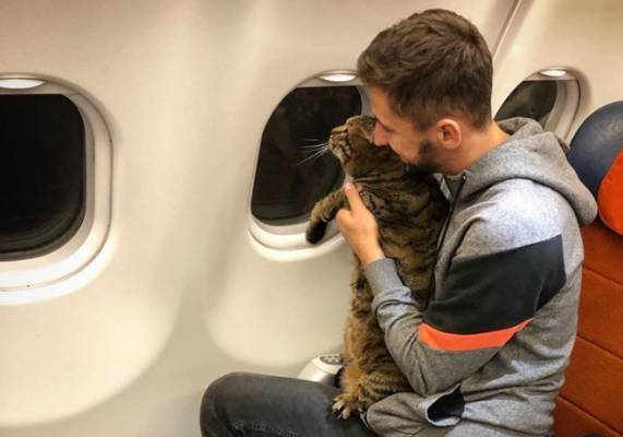 На рейс Москва — Владивосток не пустили хозяина со слишком толстым котом