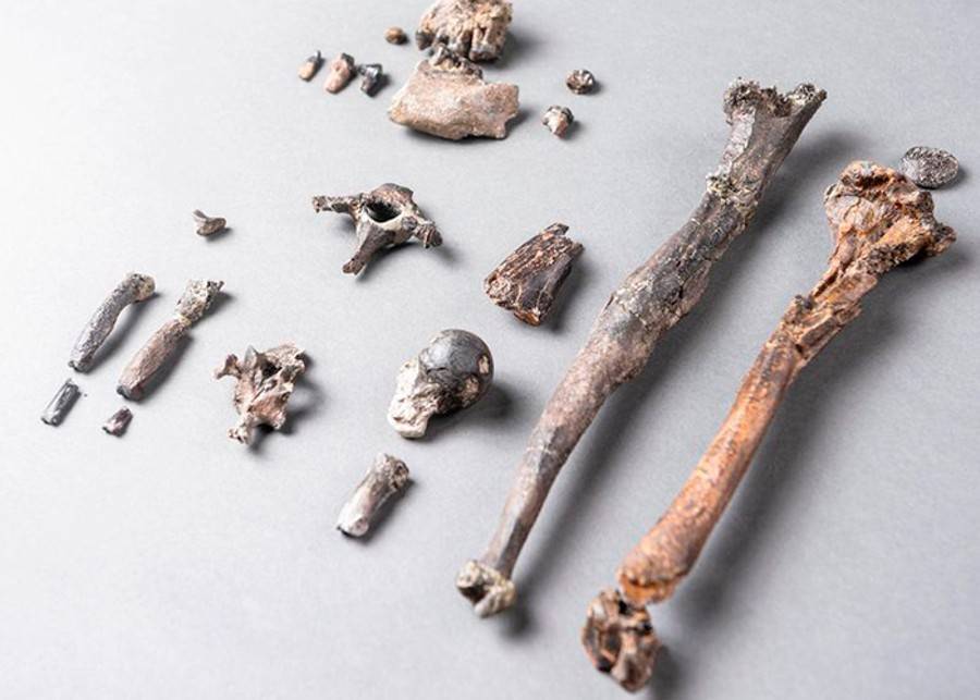 Ученые обнаружили древнейший предок человека