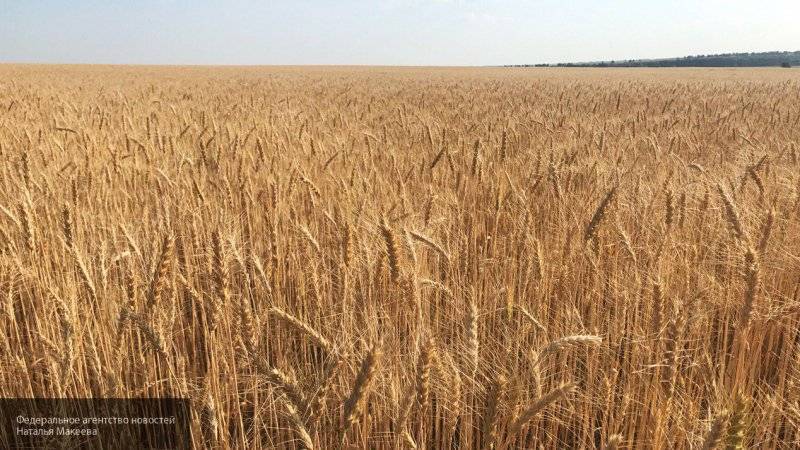 Эксперты рассказали о высоком спросе на сельхозпродукцию РФ в Африке