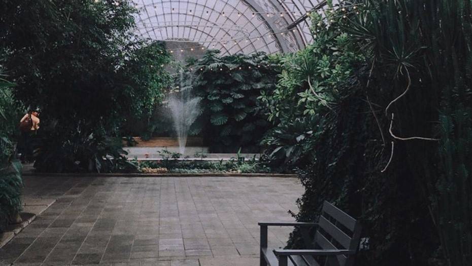 Оранжерея Таврического сада оказалась под угрозой гибели из-за коммунальной аварии