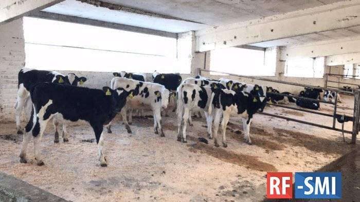 Двадцать молочных ферм открыли в Подмосковье за пять лет.
