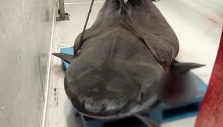 В желудке акулы, выловленной у острова Реюньон, нашли руку пропавшего туриста