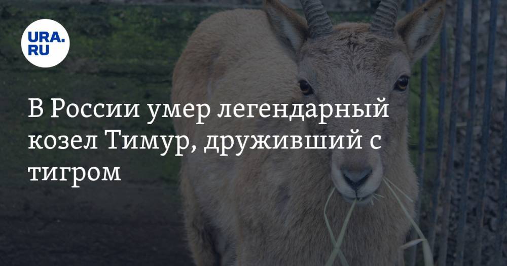 В России умер легендарный козел Тимур, друживший с тигром