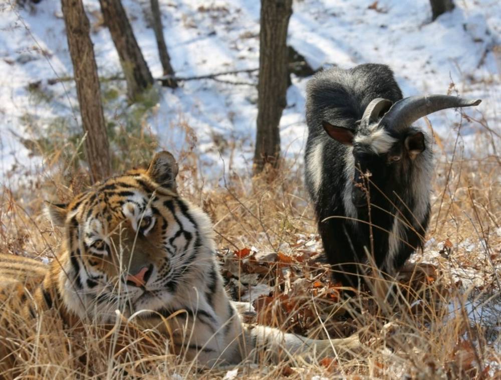 Директор Приморского сафари-парка рассказал, как тигр Амур пережил смерть козла Тимура