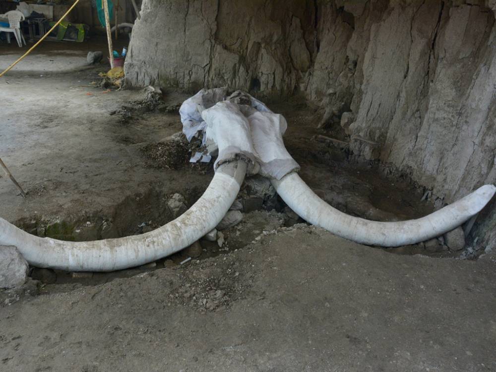 В Мексике обнаружили древние ловушки для мамонтов - Cursorinfo: главные новости Израиля