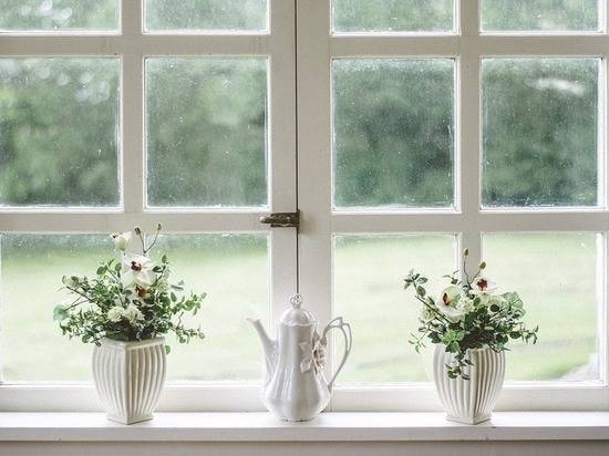 Развеян миф о комнатных растениях: не очищают воздух
