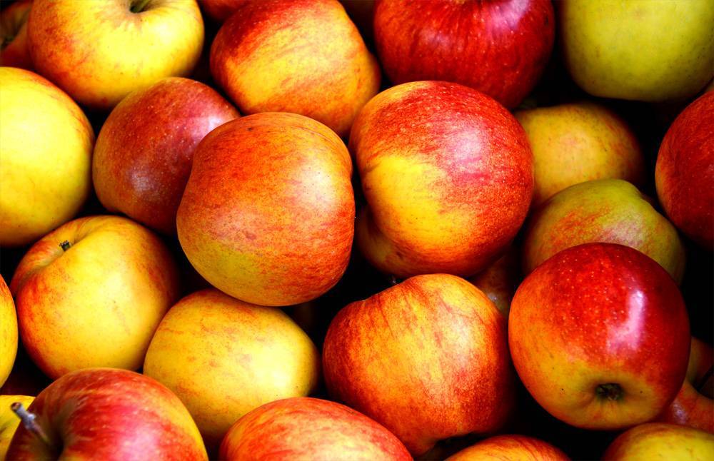 В США поступили в продажу яблоки, которые могут храниться в холодильнике целый год