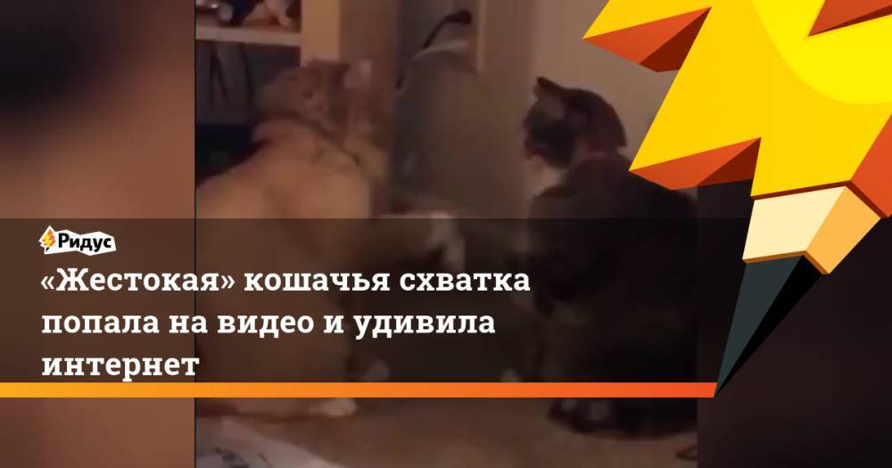 «Жестокая» кошачья схватка попала навидео иудивила интернет