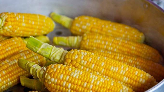 В Петербург не пустили 25 тонн зараженной кукурузы для попкорна