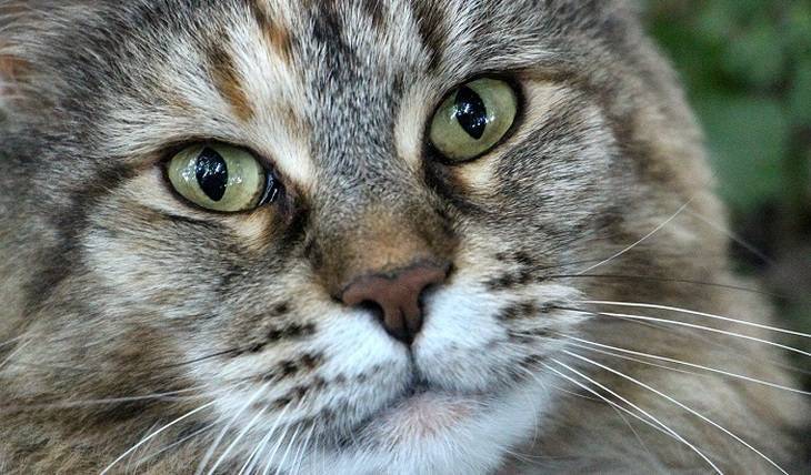 Мейн-куны стали самыми популярными кошками в России