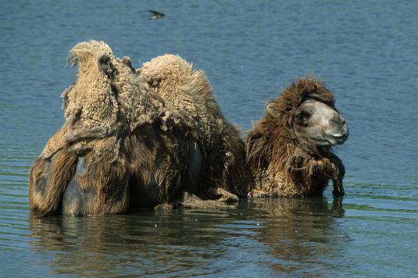 В Китае в природу выпустили четырех верблюдов-бактрианов