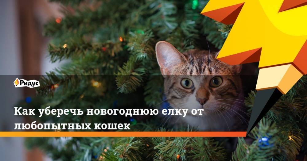Как уберечь новогоднюю елку от любопытных кошек