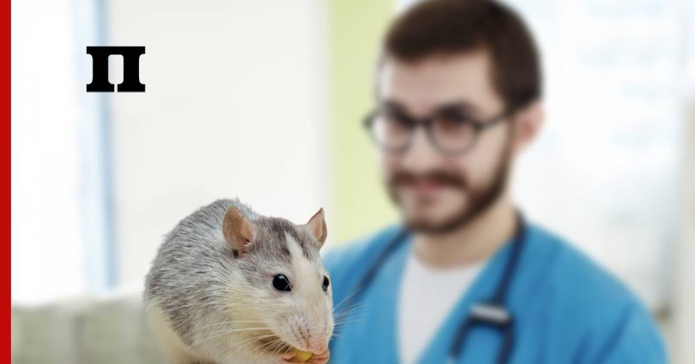 Россиянам рассказали о приобретении грызунов к году Крысы