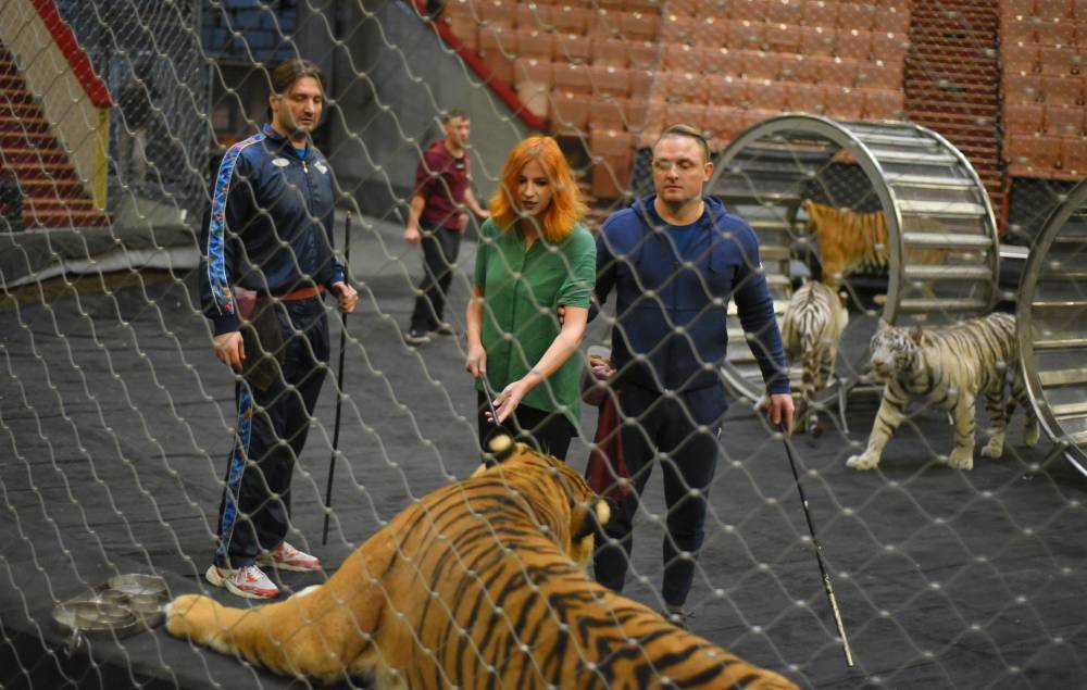 Корреспондент «Вечерней Москвы» стала ассистентом Запашных в клетке с тиграми