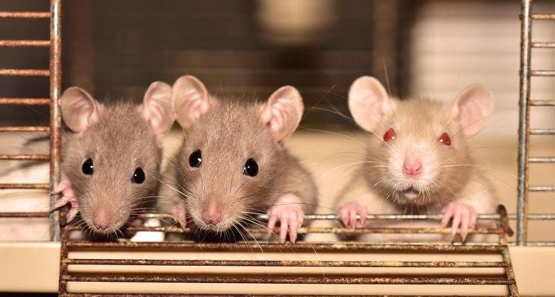 Астролог объяснила, почему на Новый 2020 год опасно дарить живую крысу
