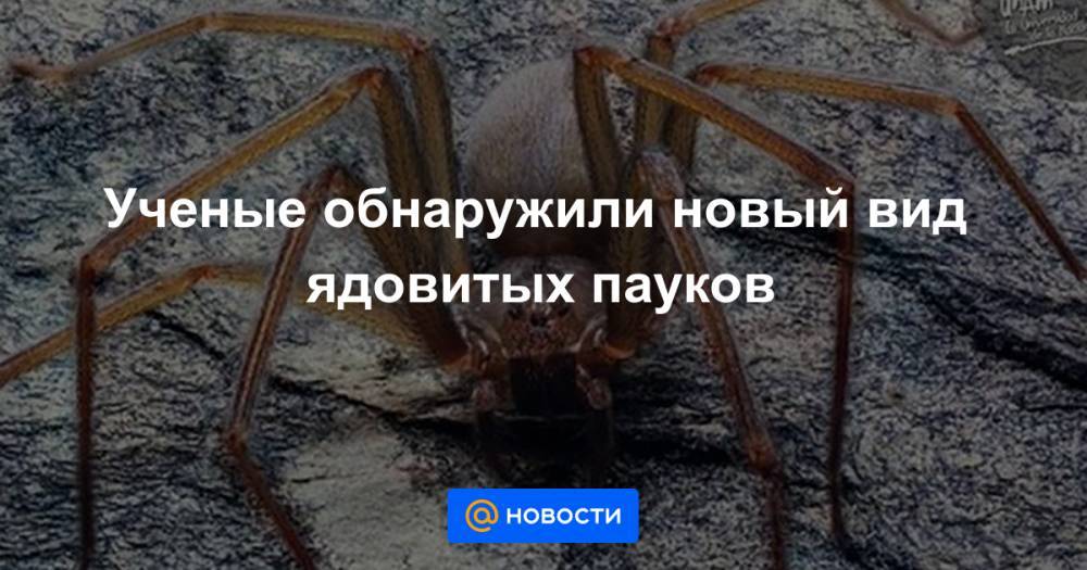 Ученые обнаружили новый вид ядовитых пауков