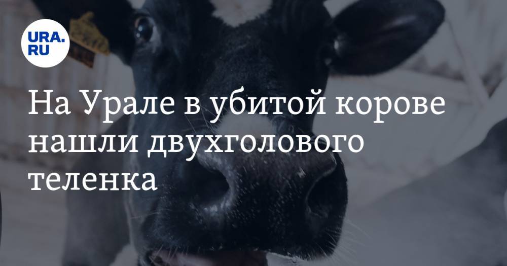 На Урале в убитой корове нашли двухголового теленка. ВИДЕО