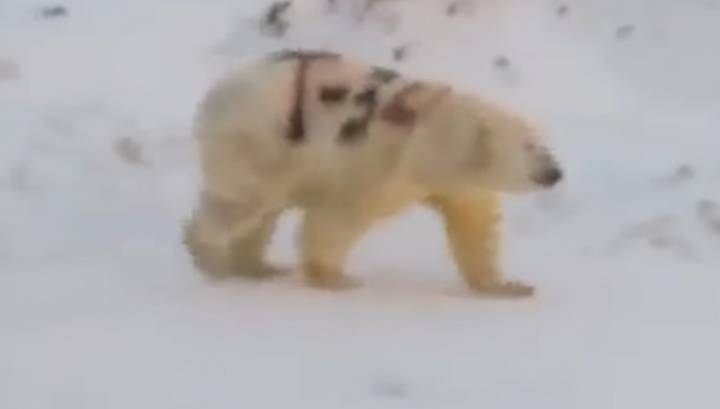 Ученый объяснил, кто и зачем написал "Т-34" на боку у белого медведя