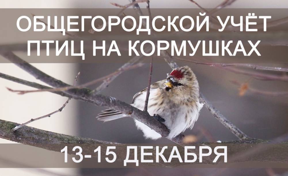 Петербуржцам предлагают посчитать птиц на кормушках города
