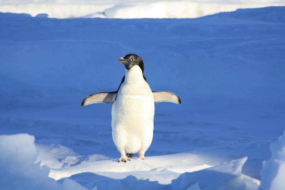 Ученые выяснили, почему пингвины перестали летать