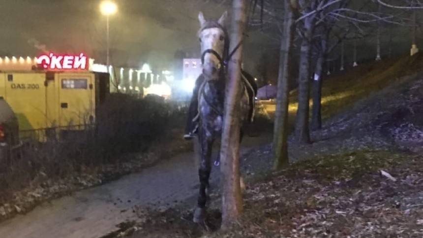 Строптивый конь скинул наездницу и устроил себе прогулку по Петербургу