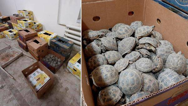 В Оренбурге в гараже обнаружили черепах стоимостью 9 млн рублей