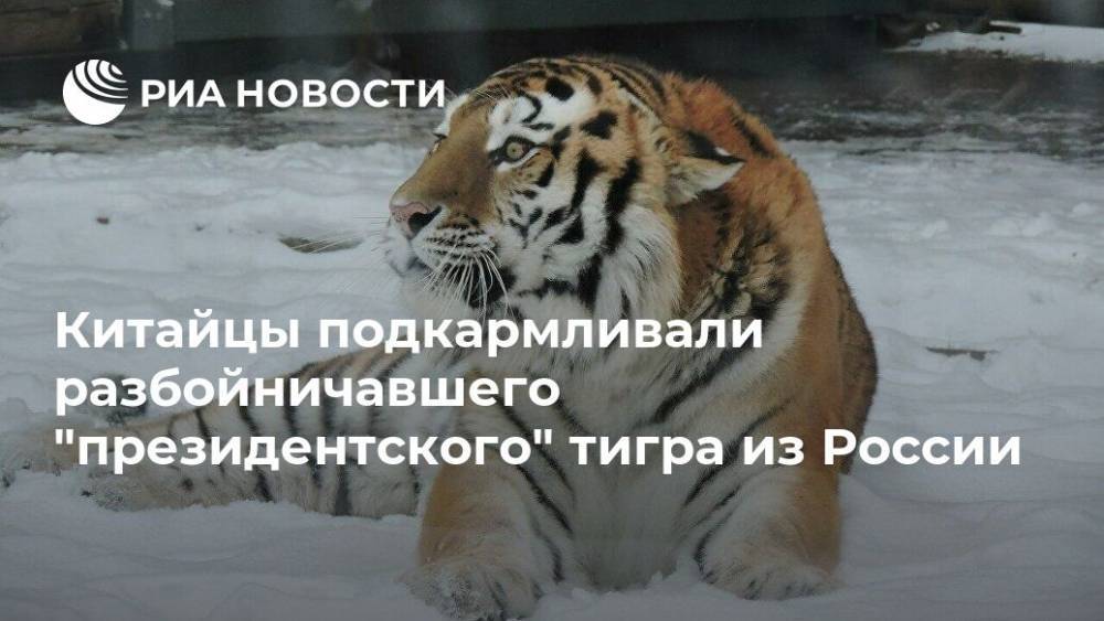 Китайцы подкармливали разбойничавшего "президентского" тигра из России