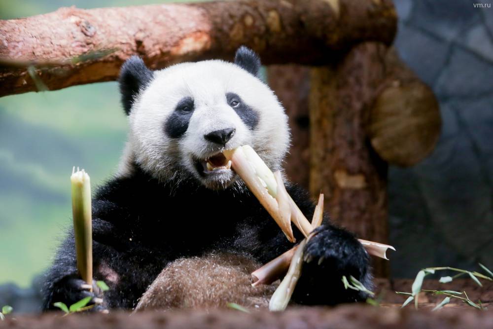 Панды Московского зоопарка номинированы на международную премию