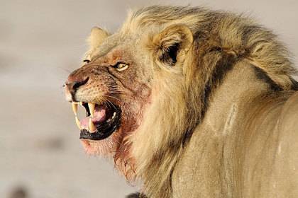 Сбежавший из заповедника лев загрыз мужчину и 30 собак