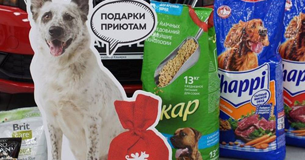 В Москве соберут помощь для бездомных кошек и собак