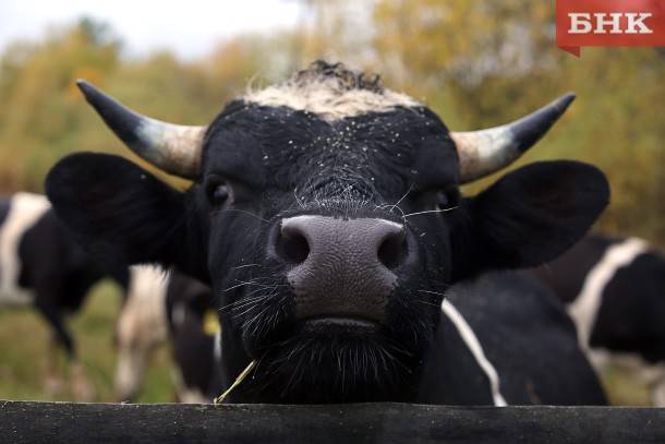 Холмогорских коров Коми назвали самыми чистопородными животными России