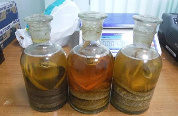 Жителя Сургута оштрафуют за попытку ввоза редких видов кобры из Вьетнама