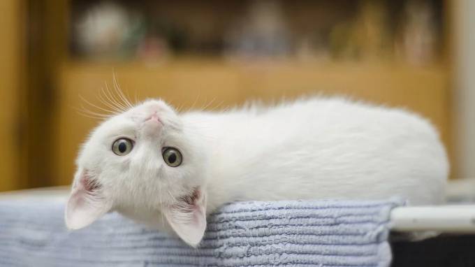 В ноябре 17 жителей Выборгского приюта кошек нашли своих хозяев
