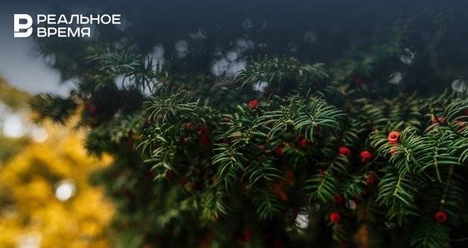 В Набережных Челнах перенесли открытие первой елки из-за плохой погоды