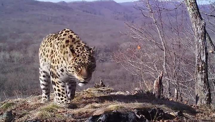 В приморском заповеднике будут восстанавливать популяцию дальневосточного леопарда
