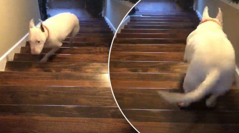 «Несокрушимый» пес Танк покоряет соцсети, сбрасывая самого себя с лестницы (видео)