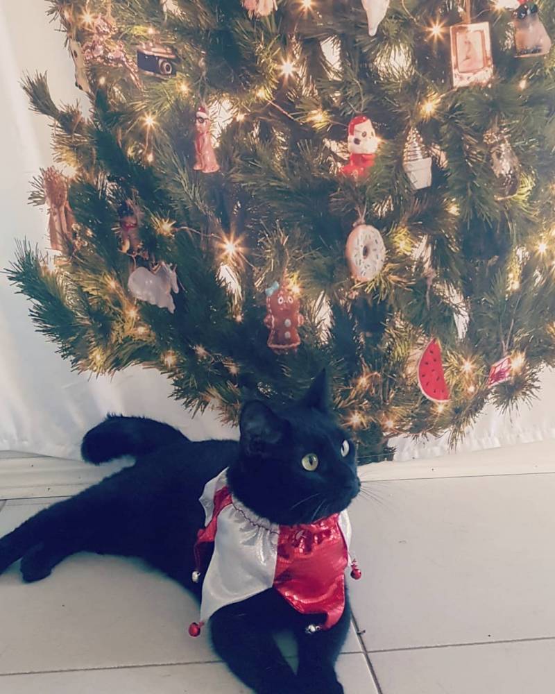 Девушка купила необычную новогоднюю ёлку и «сломала» кота