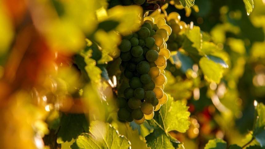 Проект закона о виноградарстве и виноделии обсудили в Общественной палате