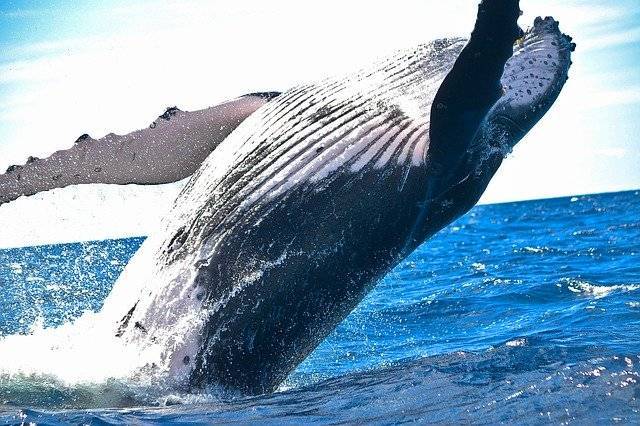 Палеонтологи обнаружили останки сухопутного кита