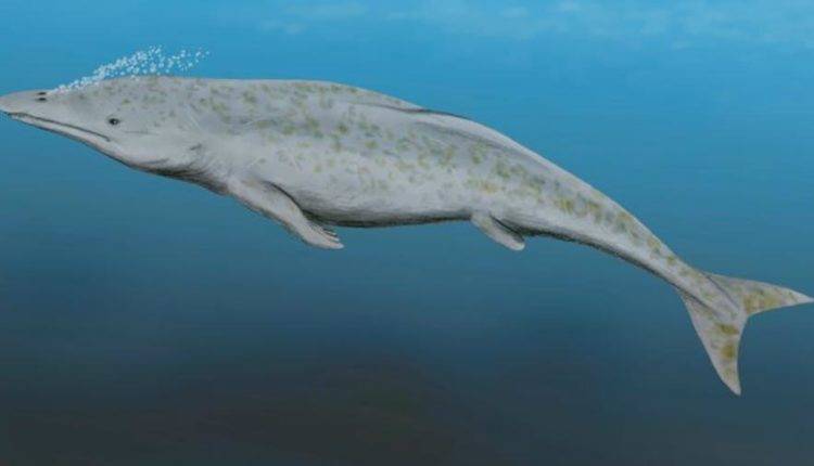 Ученые обнаружили ходившего по суше древнего кита