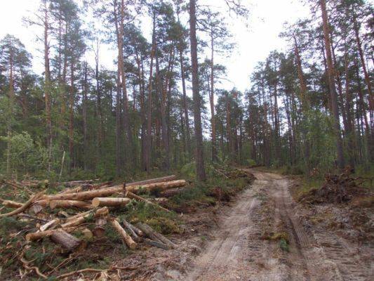 ОПГ контрабандистов леса нанесла России ущерб в 400 млн рублей