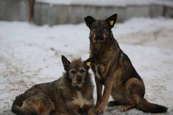 Ученые назвали места в Перми, где чаще всего "тусуются" бездомные собаки