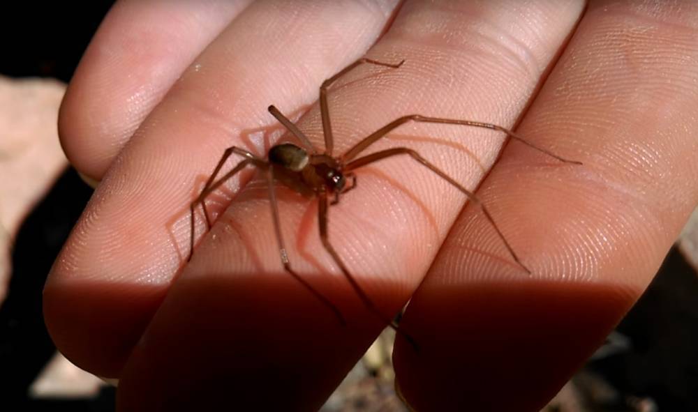 Ядовитых пауков нового вида обнаружили жители Мексики в собственных домах - vm.ru - Мексика